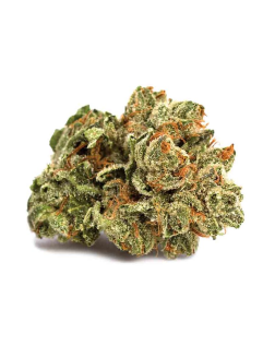 Canaca Alien Dawg