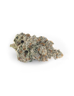 Broken Coast Headstash (Quadra)