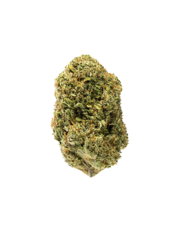 7ACRES Sensi Star