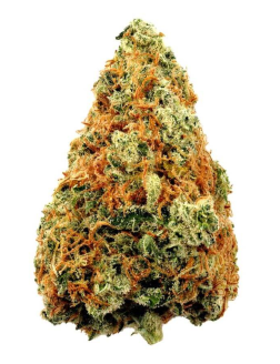 Highland Sensi Wizard