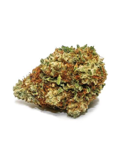 Spinach Sensi Star