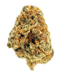 Reef High Seas