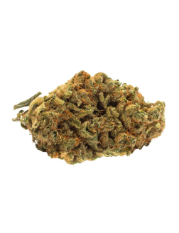 TWD.28 Indica