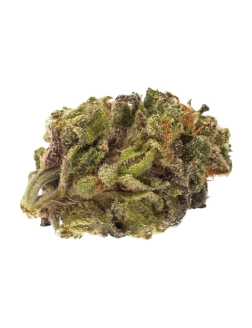 TWD.28 Sativa