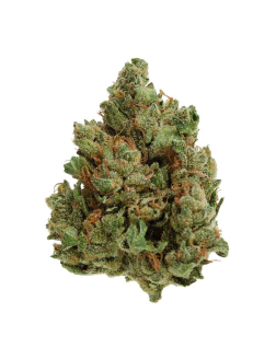 UP20 Cold Creek Kush