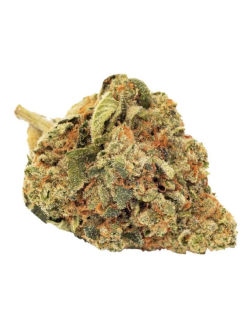 FIGR Go Steady Sunshine Bubble Kush