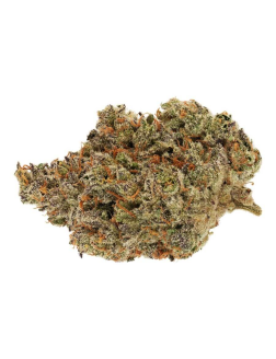 Broken Coast Amnesia Haze