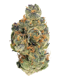 Big Bag O'Buds GMO Cookies