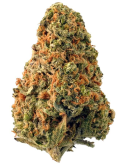 Highland Grow The Leviathan