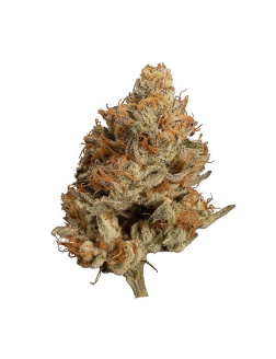 OGEN Bacio Punch #8