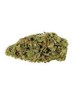Tweed Sour Amnesia