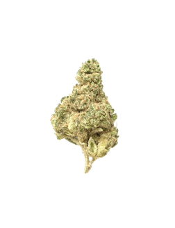SNICKLEFRITZ Hybrid