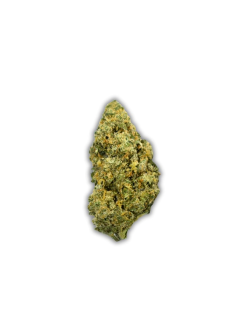 Ritual Green Halifax Sage