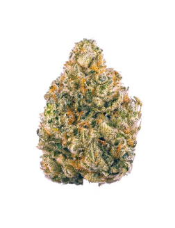 Pinnacle TRNSCND