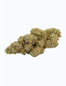 Laurentian Animal Kush