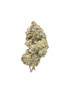 Snicklefritz Indica
