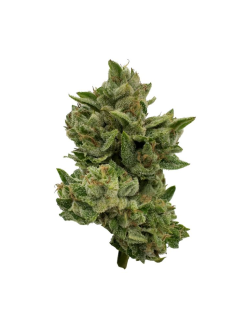 Deelish Pretty Sweet Sativa 28g 