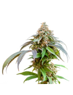 34 Street Seed Co Bubba Kush 2.5 (Feminized) Indica