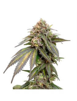 34 Street Seed Co Triple Scoop (Feminized) Indica Dominant