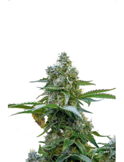 34 Street Seed Co Cookies (Feminized) Indica Dominant