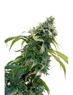 34 Street Seed Co Zkittles X FPOG (Feminized) Hybrid