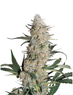 Dutch Passion Critical Orange Punch (Feminized) Indica