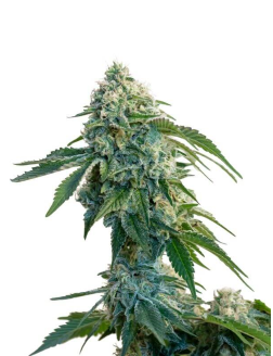 34 Street Seed Co Garlic Cookies (Feminized) Indica