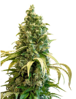 34 Street Seed Co Acapulco Gold (Feminized) Sativa