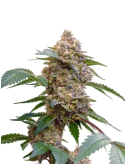 34 Street Seed Co Pink Kush (Feminized) Hybrid