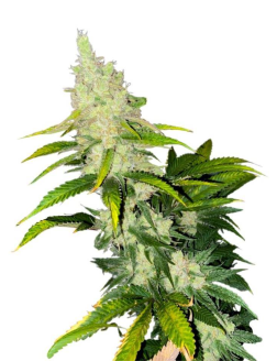 34 Street Seed Co Kush Cookies (Feminized) Hybrid