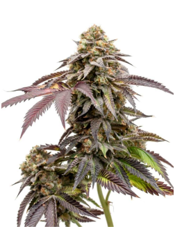 34 Street Seed Co Mango CBD 1:1 (Feminized) Hybrid