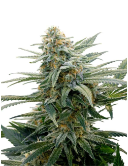 34 Street Seed Co Bubba Cheese (Feminized) Hybrid