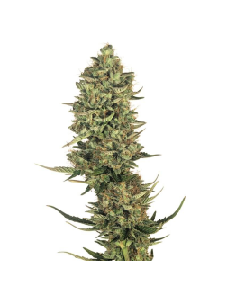 34 Street Seed Co Super Lemon Haze (Feminized) Sativa