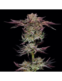 Humboldt Seed Co Jelly Donutz Auto (Feminized) Hybrid
