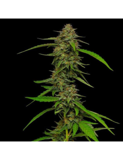 Humboldt Seed Co Strawberry Cheesecake Auto (Feminized) Indi