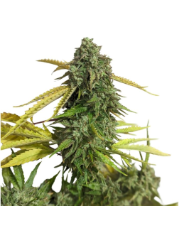 34 Street Seed Co OG Kush