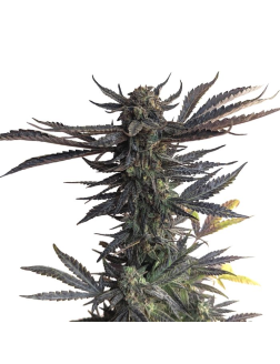 34 Street Seed Co BCP