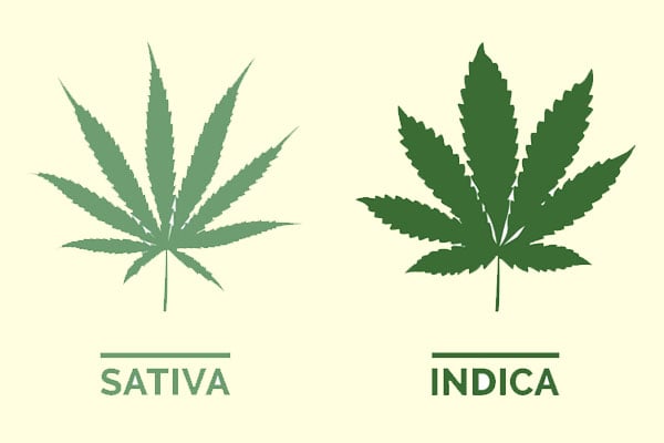 Indica, Sativa, and Hybrid